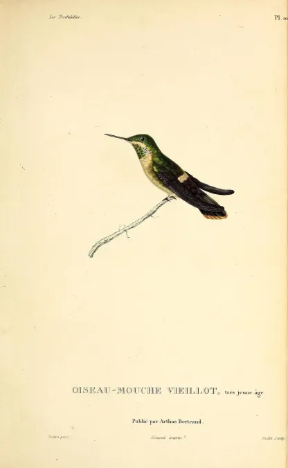 File:Festive coquette (Lophornis chalybeus) - BioDivLibrary (2).jpg