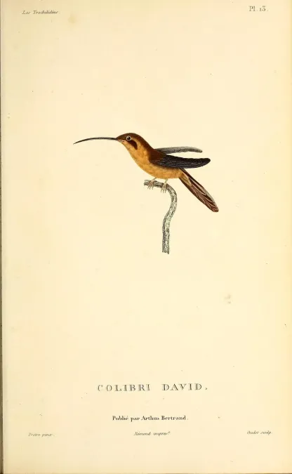 File:Reddish hermit (Phaethornis ruber) - BioDivLibrary.jpg