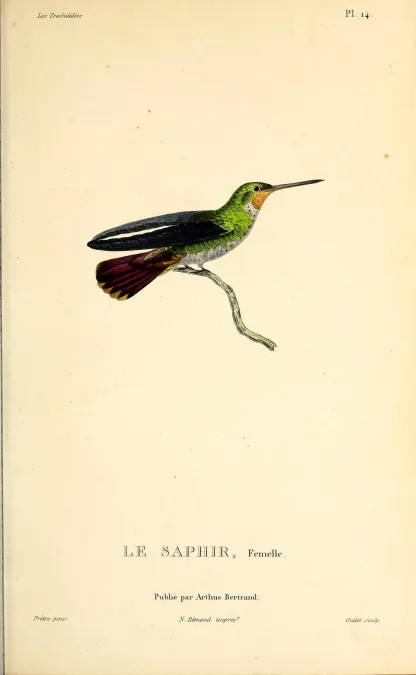 File:Rufous-throated sapphire (Hylocharis sapphirina) - BioDivLibrary.jpg