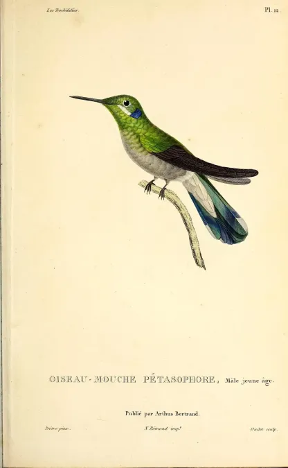 File:White-vented violetear (Colibri serrirostris) - BioDivLibrary.jpg