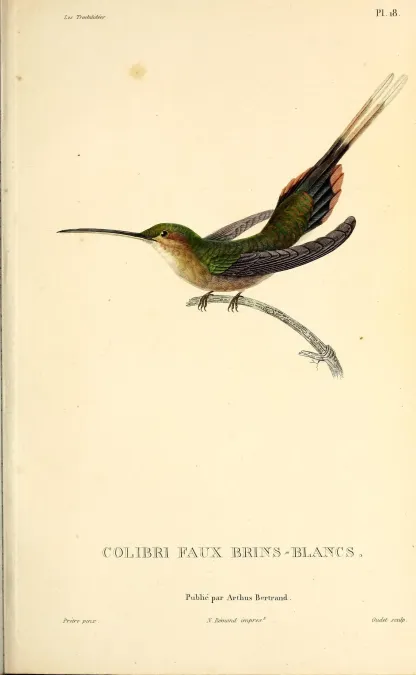 File:Straight-billed Hermit (Phaethornis bourcieri) - BioDivLibrary.jpg