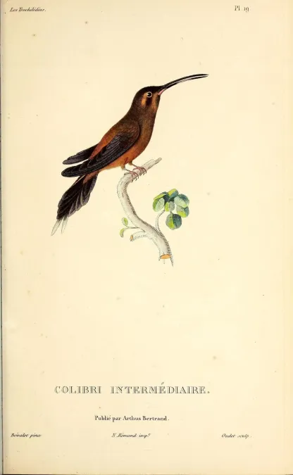 File:Little hermit (Phaethornis longuemareus) - BioDivLibrary (2).jpg
