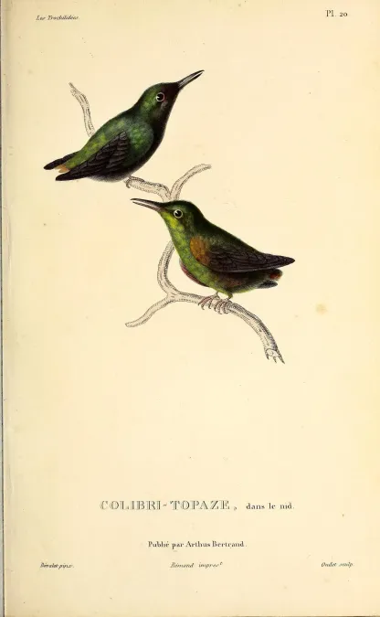 File:Crimson topaz (Topaza pella) - BioDivLibrary.jpg