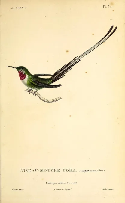 File:Peruvian sheartail (Thaumastura cora) - BioDivLibrary.jpg