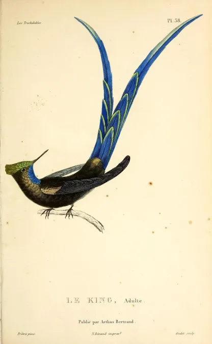 File:Long-tailed sylph (Aglaiocercus kingii mocoa) - BioDivLibrary.jpg