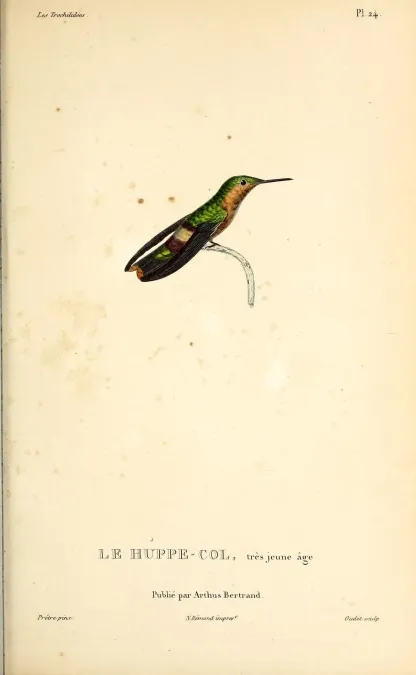 File:Tufted coquette (Lophornis ornatus) - BioDivLibrary.jpg