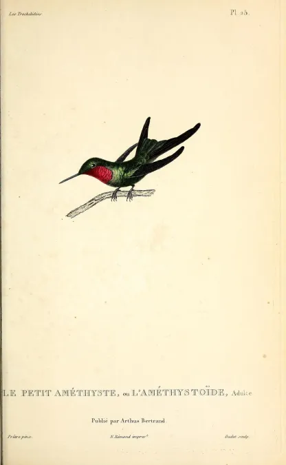 File:Amethyst woodstar (Calliphlox amethystina) - BioDivLibrary.jpg