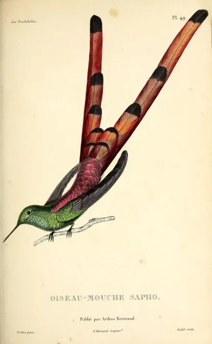 File:Red-tailed comet (Sappho sparganurus) - BioDivLibrary.jpg