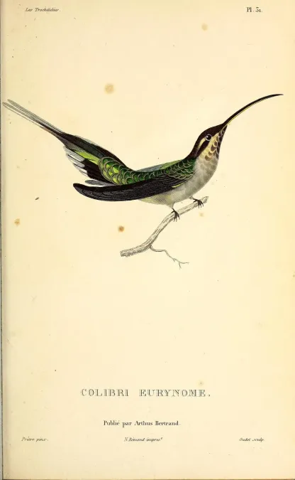 File:Scale-throated hermit (Phaethornis eurynome) - BioDivLibrary.jpg