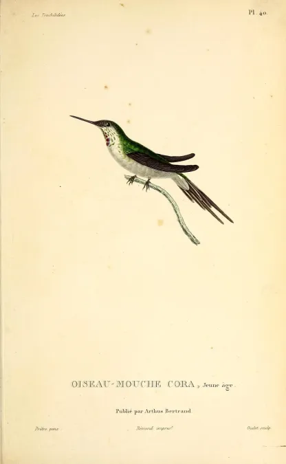 File:Peruvian sheartail (Thaumastura cora) - BioDivLibrary (2).jpg