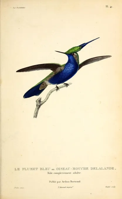 File:Green-crowned plovercrest (Stephanoxis lalandi) - BioDivLibrary.jpg