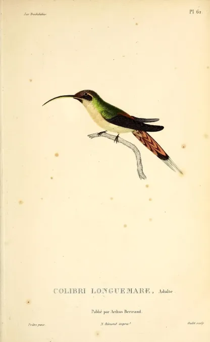 File:Little hermit (Phaethornis longuemareus) - BioDivLibrary (3).jpg