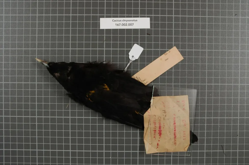File:Naturalis Biodiversity Center - RMNH.AVES.153337 2 - Cacicus chrysonotus Lafresnaye & d'Orbigny - Songbird.jpg