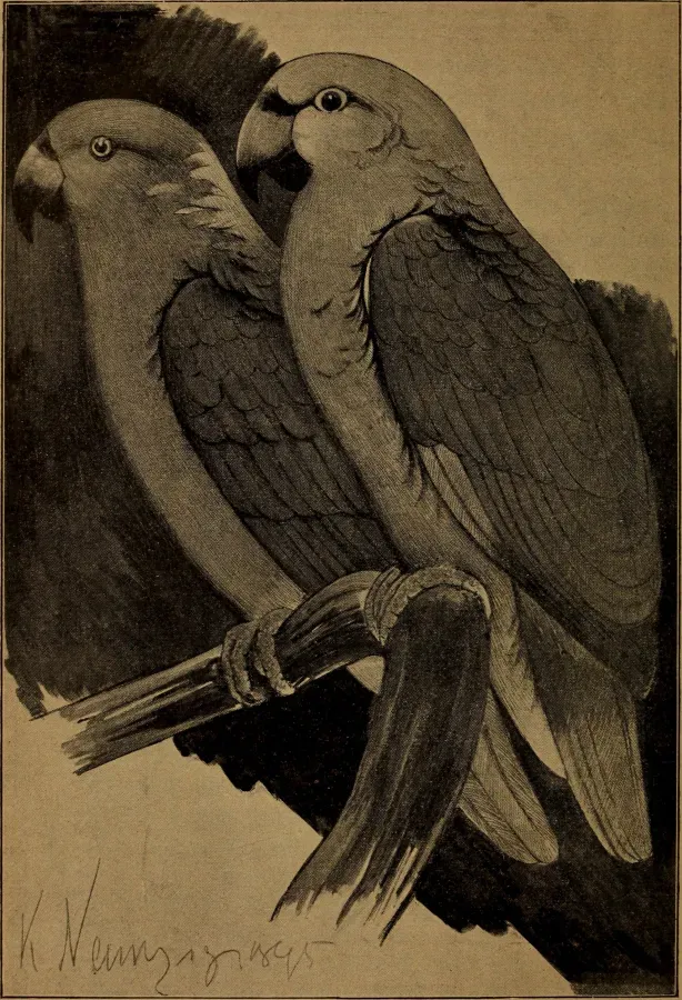 File:Die Amazonenpapageien (1896) Amazona auropalliata, Amazona guatemalae (20241270953).jpg