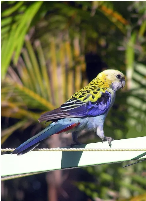 File:Pale-headed Rosella (Platycercus adscitus)2.jpg