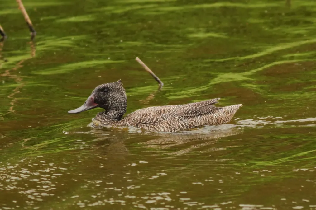 File:Stictonetta naevosa, Coolart Wetlands 1.jpg