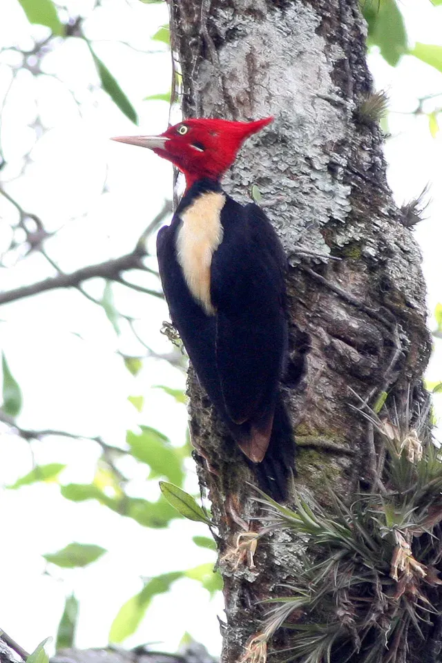 File:Cream-backed Woodpecker (Campephilus leucopogon) (8077580069).jpg