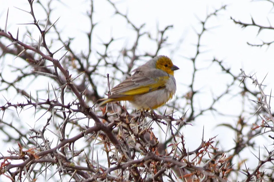 File:Citron-headed Yellow-Finch (Sicalis luteocephala) (8077605702).jpg