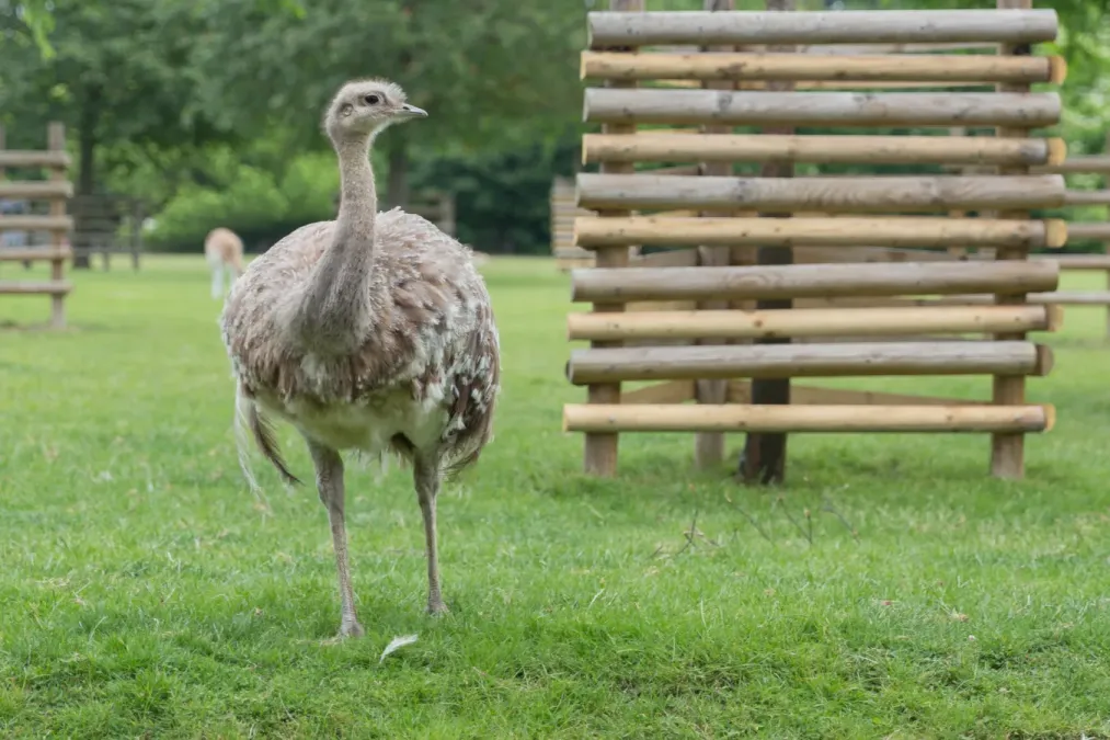 File:Rhea pennata (Nandou de Darwin) - 120.jpg