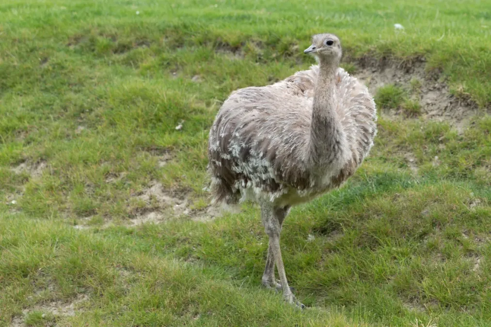 File:Rhea pennata (Nandou de Darwin) - 123.jpg