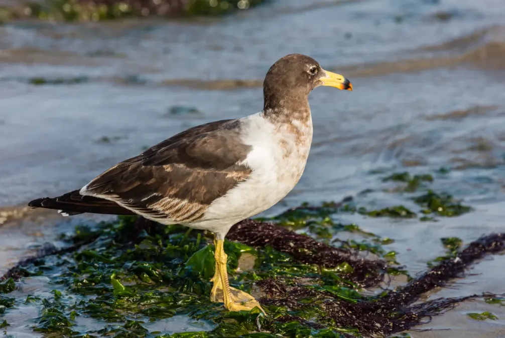 File:Gaviota peruana (Larus belcheri), puerto de Paracas, Perú, 2015-07-29, DD 14.JPG