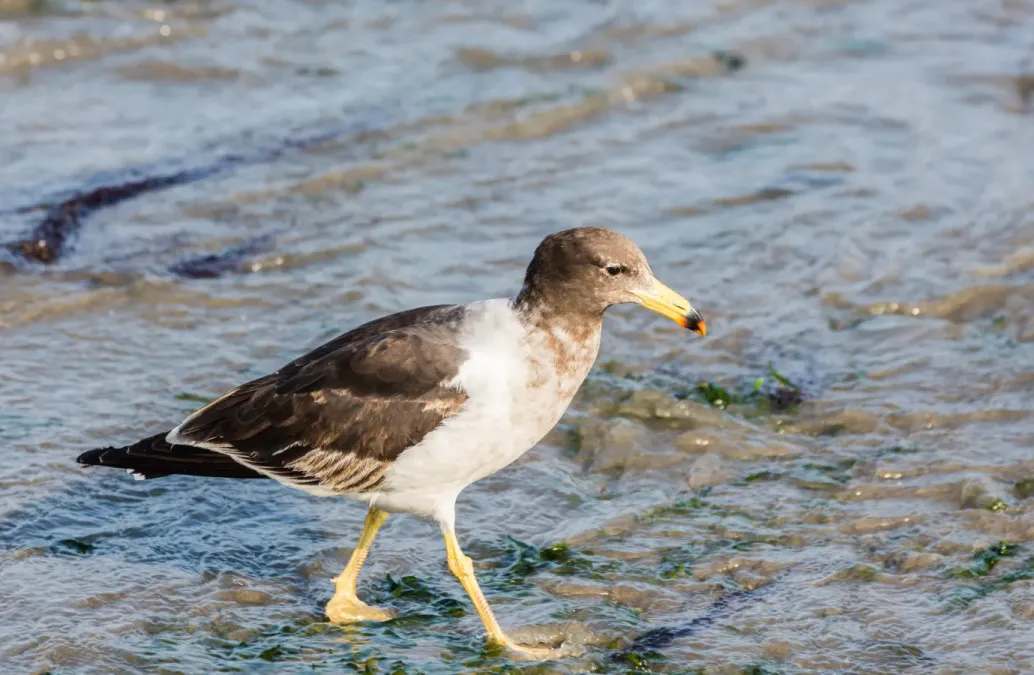 File:Gaviota peruana (Larus belcheri), puerto de Paracas, Perú, 2015-07-29, DD 15.JPG