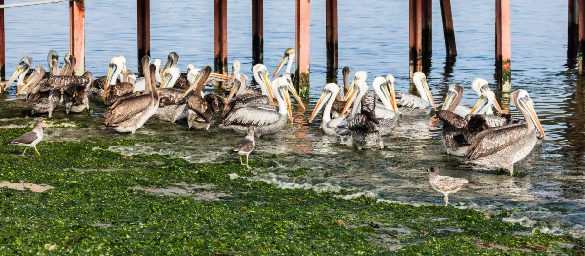 File:Pelícanos peruanos (Pelecanus thagus), puerto de Paracas, Perú, 2015-07-29, DD 16.JPG