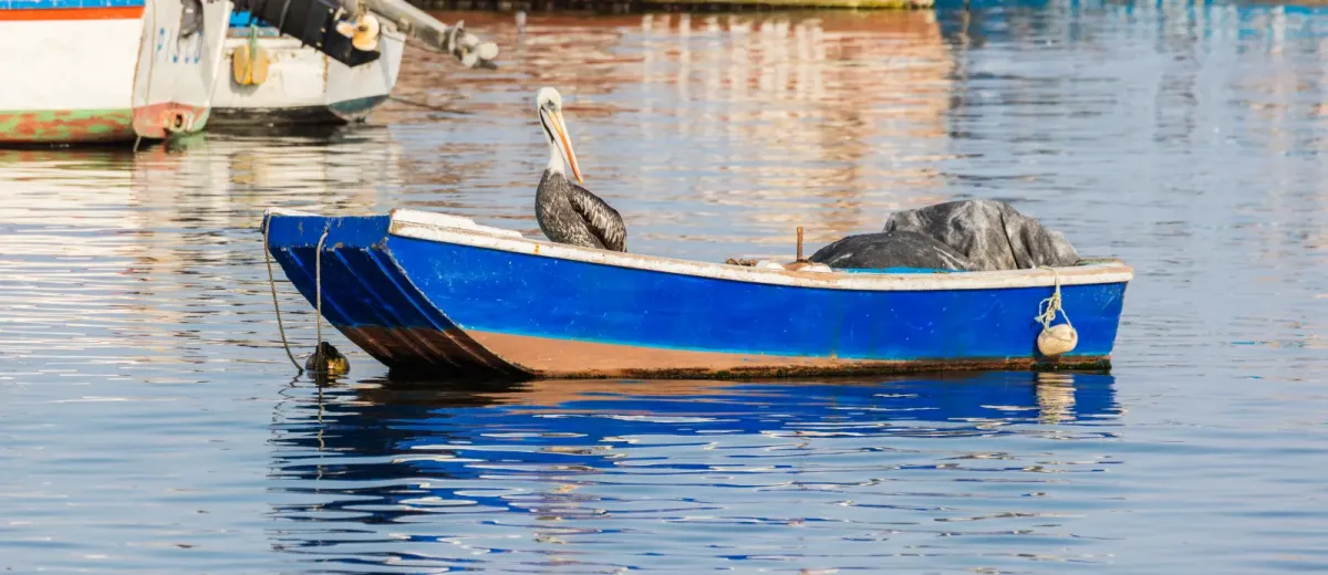 File:Pelícano peruano (Pelecanus thagus), puerto de Paracas, Perú, 2015-07-29, DD 11.JPG