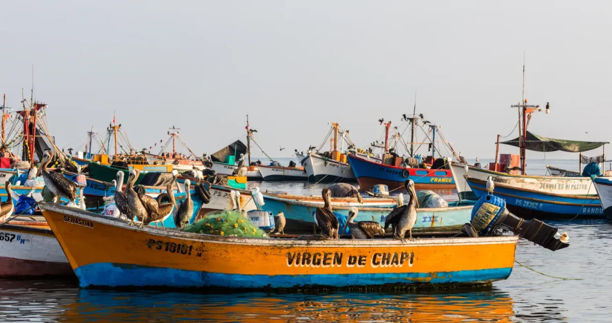 File:Pelícanos peruanos (Pelecanus thagus), puerto de Paracas, Perú, 2015-07-29, DD 06.JPG