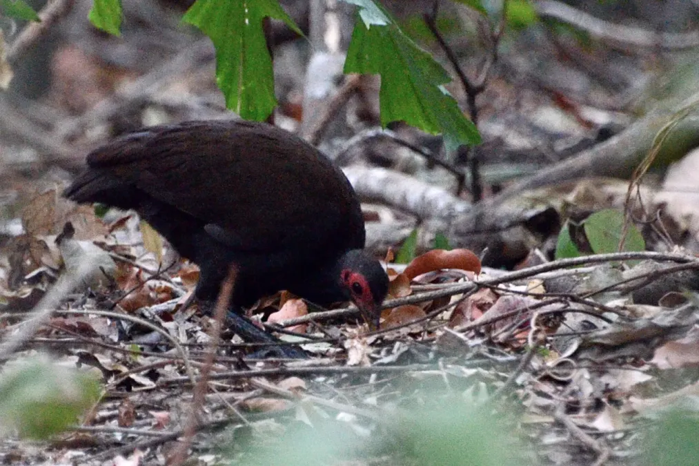 File:Megapodius cumingii gilbertii - Tangkoko.JPG