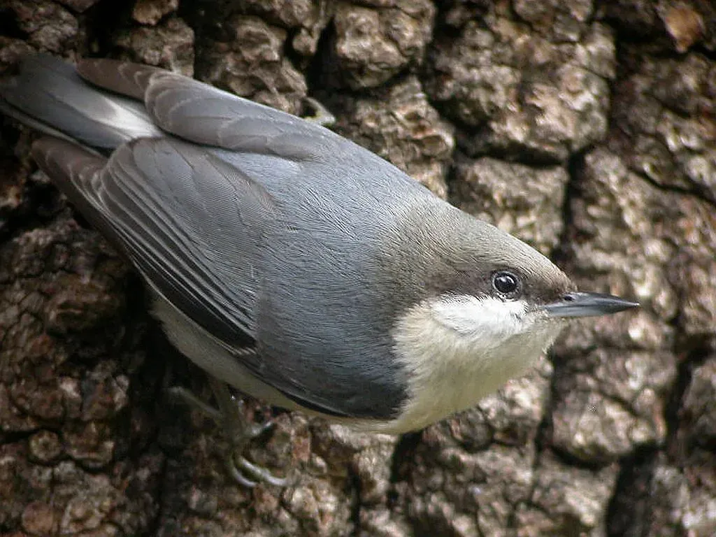 File:Pygmy Nuthatch (Sitta pygmaea)2 -California.jpg