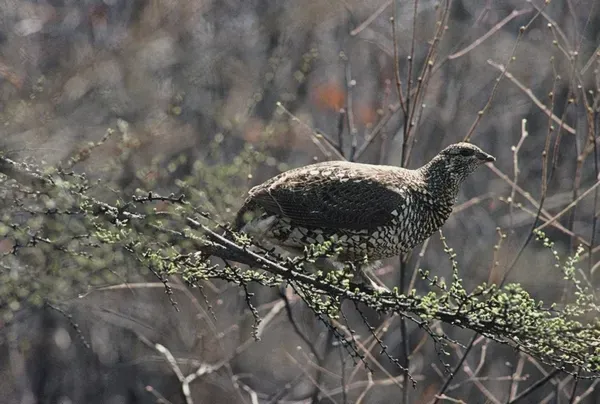 File:Falcipennis falcipennis Female.jpg