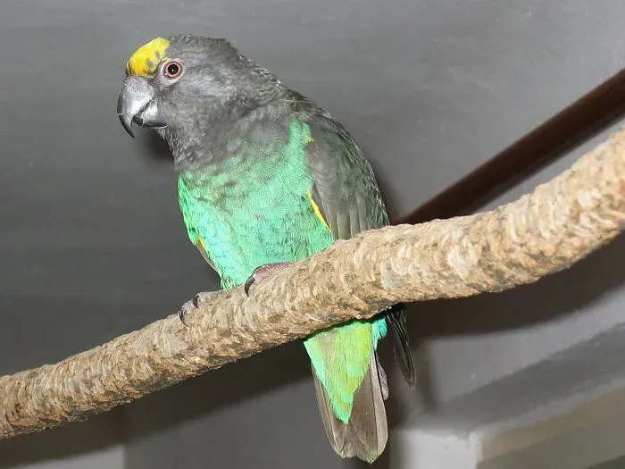 File:Poicephalus meyeri 3.jpg
