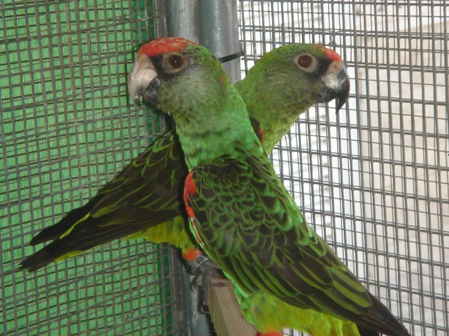File:Poicephalus gulielmi -pair in captivity -3c.JPG
