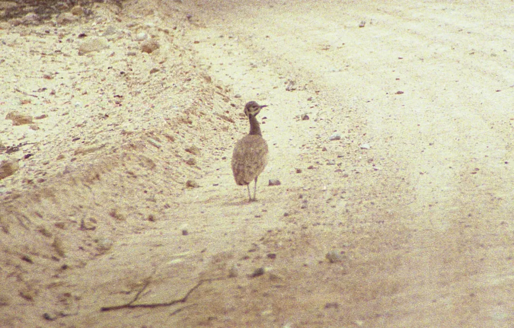File:Neotis ludwigii 19990731 140000a.jpg