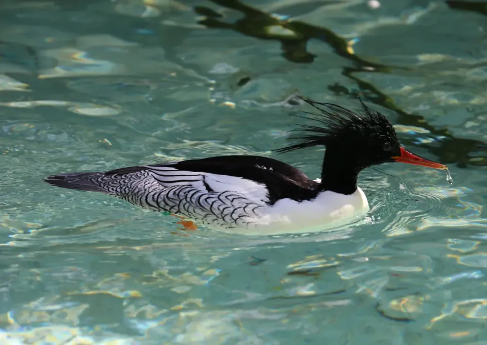 File:Schuppensaeger Mergus squamatus Zoo Augsburg-02.jpg
