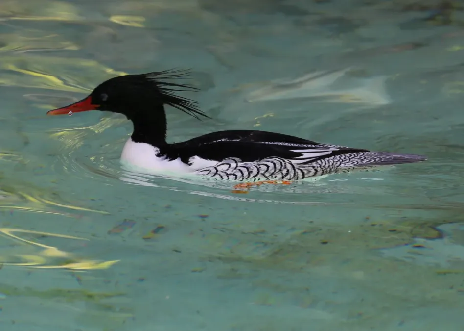 File:Schuppensaeger Mergus squamatus Zoo Augsburg-03.jpg
