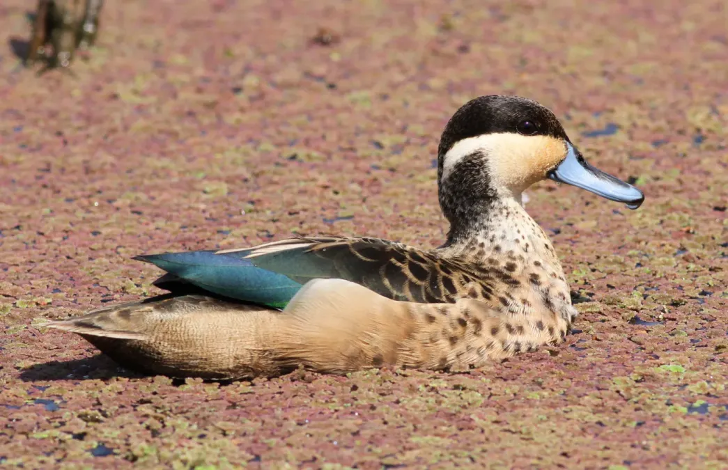 File:Blue-billed Teal (Spatula hottentota) at Marievale Nature Reserve, Gauteng, South Africa (20971147368).jpg