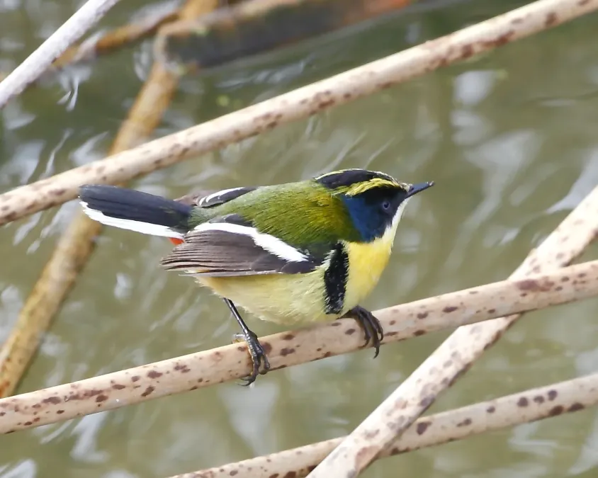 File:Tachuris rubrigastra - Many-coloured rush-tyrant.JPG