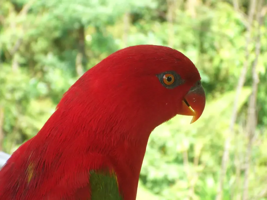 File:Chattering Lory (Lorius garrulus)4.jpg