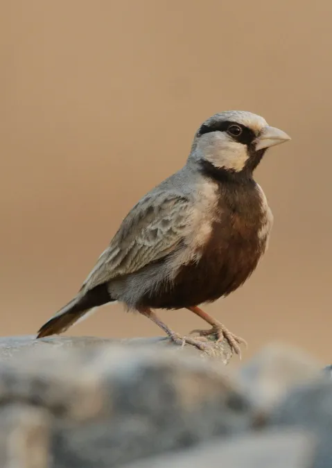 File:Ashy-crowned Sparrow-lark Eremopterix griseus Male by Dr. Raju Kasambe DSC 4712 (67).jpg