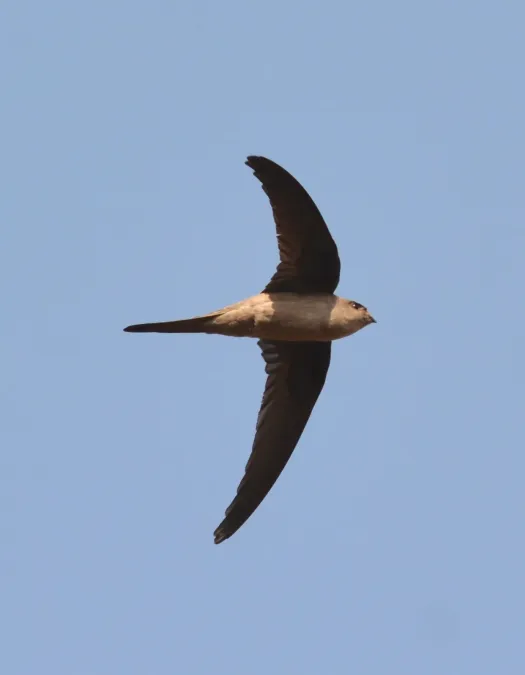File:Asian Palm Swift Cypsiurus balasiensis by Dr. Raju Kasambe DSC 3115 (3).JPG