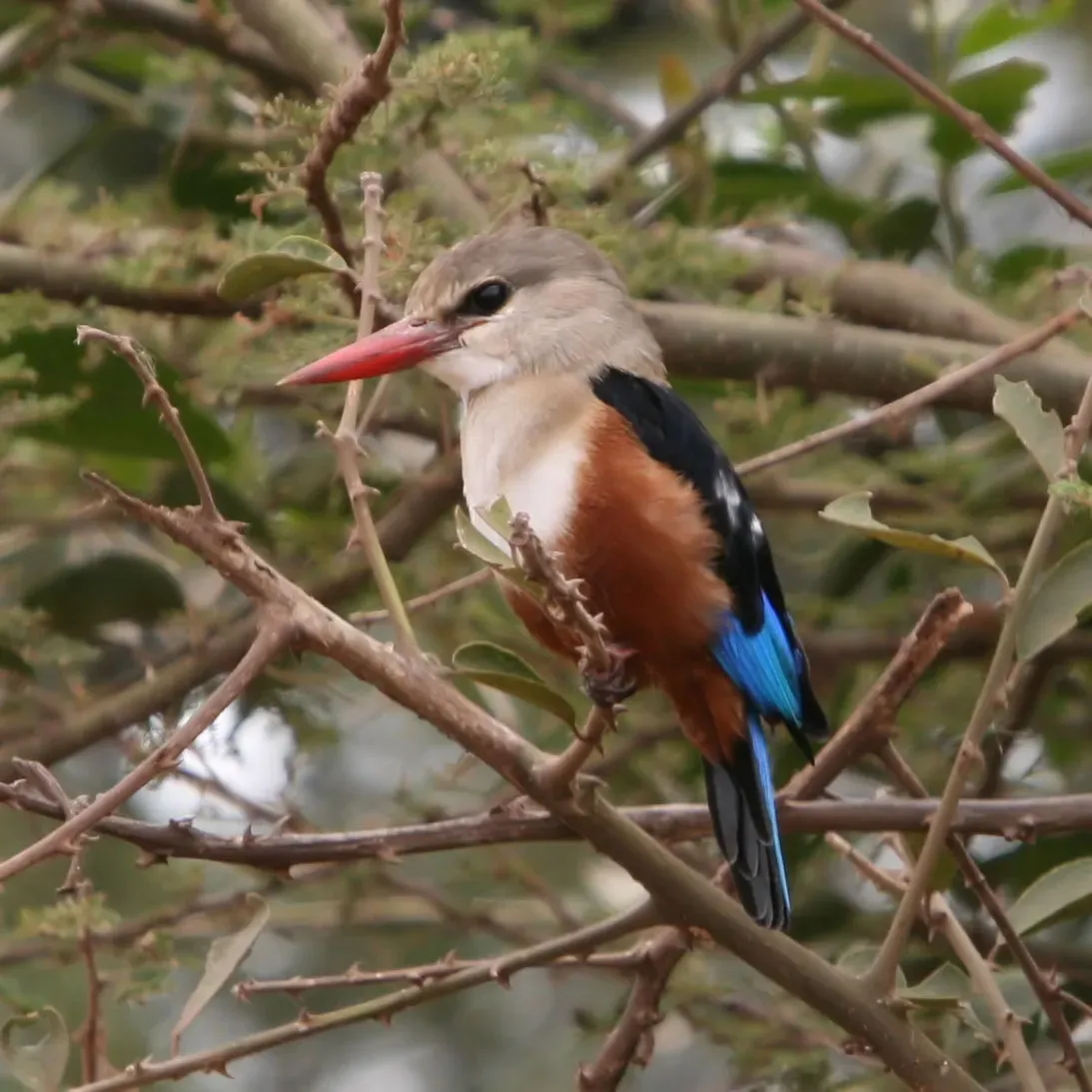File:Grey-headed Kingfisher Halcyon leucocephala.JPG