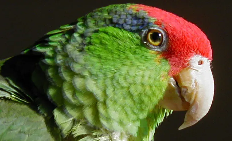 File:Amazona viridigenalis -head.jpg
