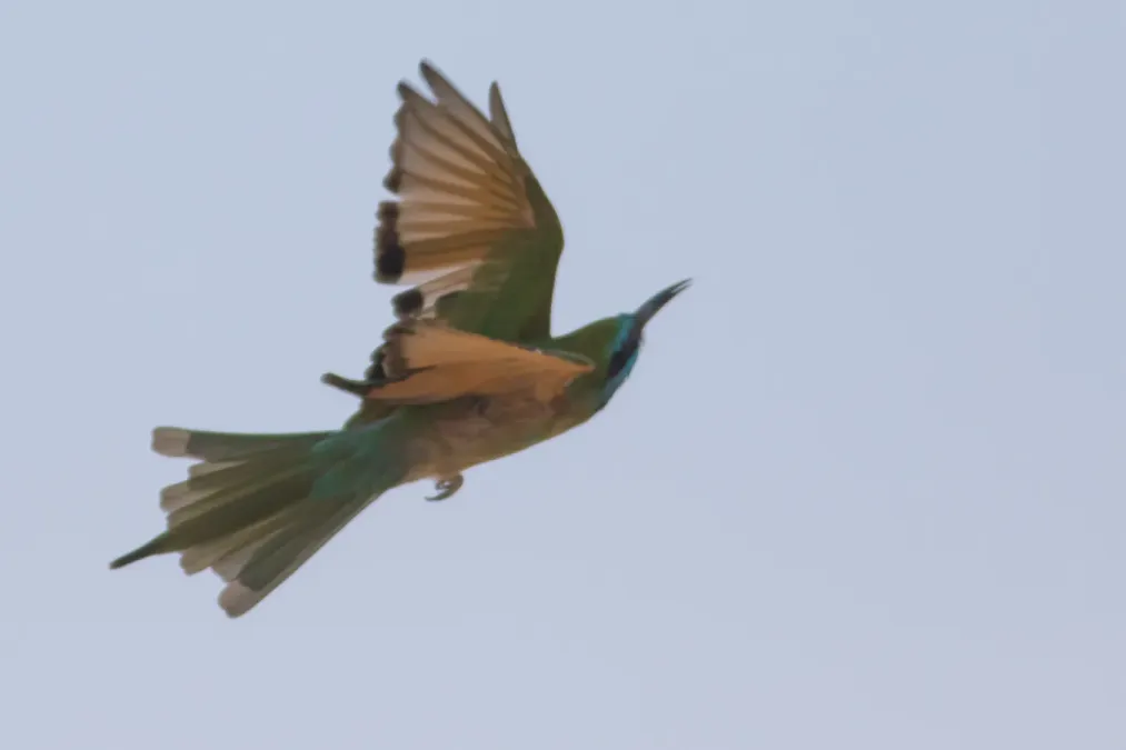 File:Arabian Green Bee-eater (Merops cyanophrys), Sde Boker, Israel 1.jpg