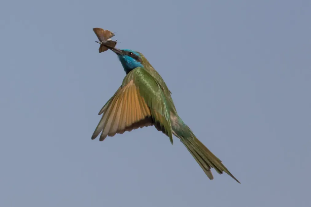 File:Arabian Green Bee-eater (Merops cyanophrys), Sde Boker, Israel 0.jpg