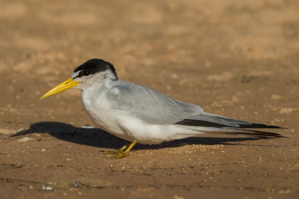 File:Yellow-billed tern Sternula superciliaris.jpg