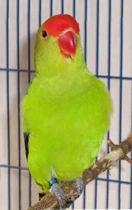 File:Agapornis taranta (male)-2rcp.jpg