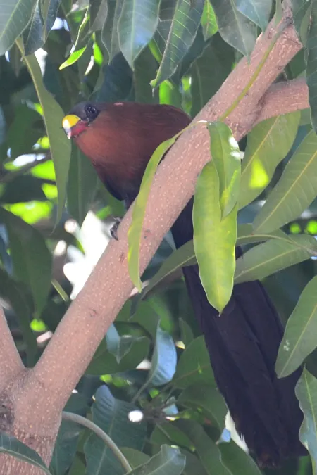 File:Rhamphococcyx calyorhynchus - Batuputih 01.JPG