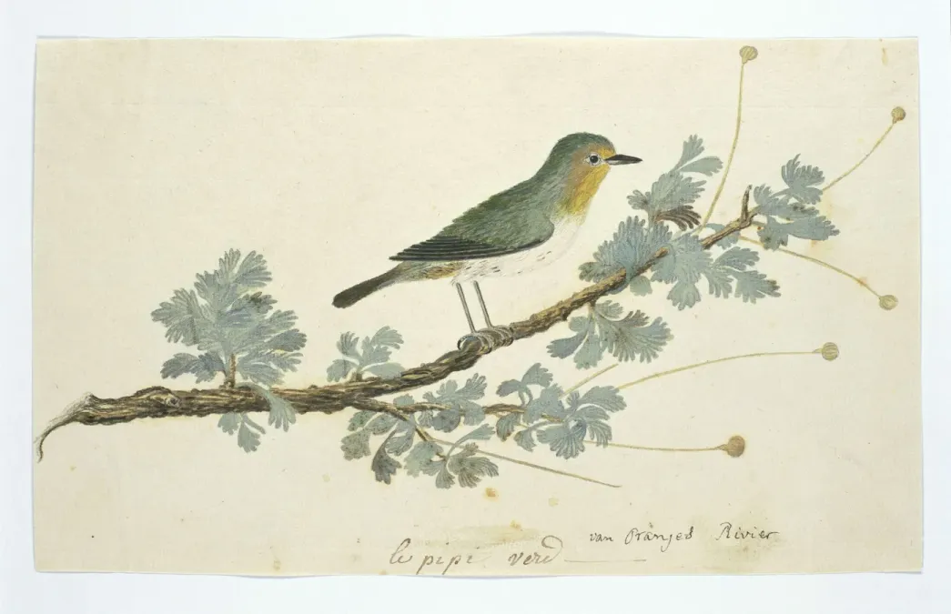 File:Brilvogel (Zosterops pallidus).jpeg